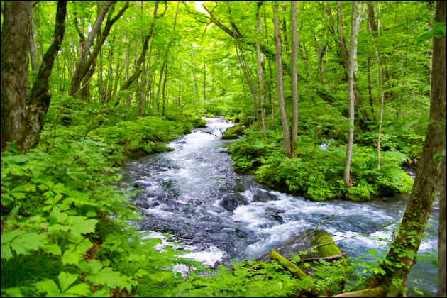 �I�i�j�[�̎����グ����@�I���̃I�i�j�[�ɖ����ł��Ȃ��l��